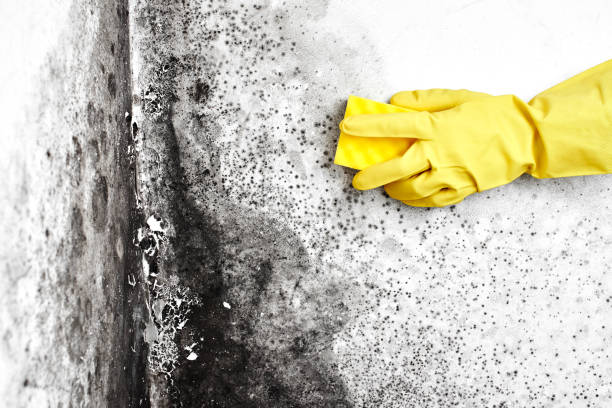 Best Same-Day Mold Removal  in Pleasant Hill, OH