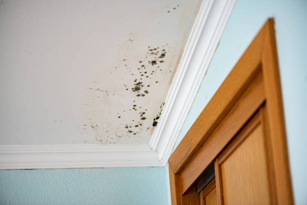 Best Fast Mold Removal  in Pleasant Hill, OH