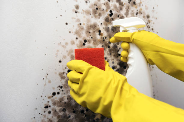 Best Residential Mold Removal  in Pleasant Hill, OH