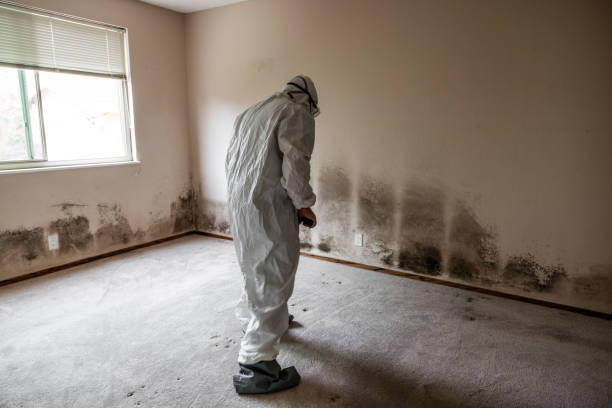 Trusted Pleasant Hill, OH Mold Removal Experts