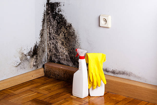 Best Same-Day Mold Removal  in Pleasant Hill, OH