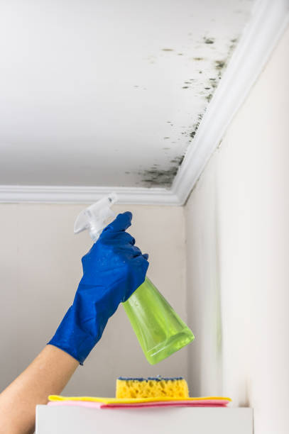 Best Mold Removal Company Near Me  in Pleasant Hill, OH